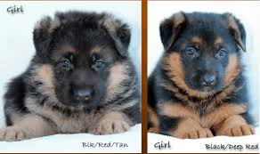 Golden meadows retrievers offers vizsla puppies for sale that are in a number of training stages. Red German Shepherd Puppies Buying Guide