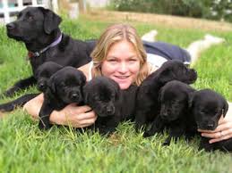 Labrador puppies get in early for pick going fast. Breeding Your Own Litter Of Puppies Vetwest Animal Hospitals