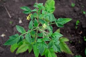 After getting almost three feet tall, the determinate tomato plants stop growing while the indeterminate tomato plants keep growing. Should You Grow Determinate Or Indeterminate Tomatoes Gardener S Path