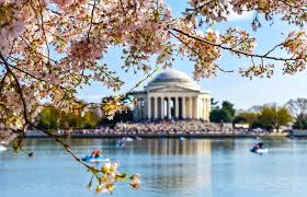 Dc neighborhoods each have their own unique vibe, all offering something appealing for anyone. What To Know About The Cherry Blossoms In Washington Dc
