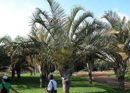 Image result for Dypsis decaryi