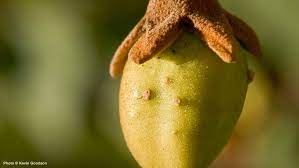 Both hickory tree nuts, white walnuts (butternuts) and black walnuts are all an important diet supplement for wildlife animals and wildlife game birds. The Butternut Tree Arbor Day Blog
