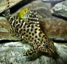 Has your fish stopped eating? Upside Down Catfish Synodontis Nigriventris Upside Down Catfish Catfish Fresh Water Fish Tank