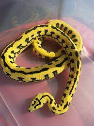 Jungle Jaguar Carpet Python Reptiles Cute Reptiles Cute Snake