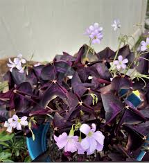 Image result for Oxalis procumbens