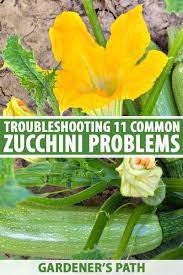 We did not find results for: 11 Common Zucchini Growing Problems Gardener S Path
