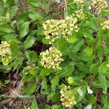 Image result for Ficalhoa laurifolia