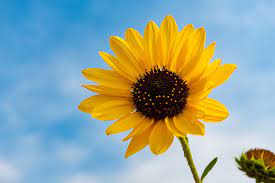 A quirky murder mystery based in a housing society called sunflower. Types Of Sunflower Oil