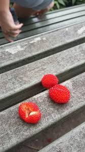 Image result for Rubus rosifolius