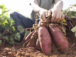 Mice can also be a problem, so be on the lookout. How To Grow Sweet Potatoes In The Uk Saga