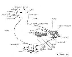 Black And White Domestic Duck Species Bantam Duck Diagram Duck And Ducklings Bird Drawings Duck