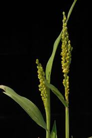 Image result for Urochloa rugulosa