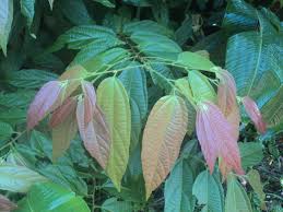 Image result for Grewia schmitzii