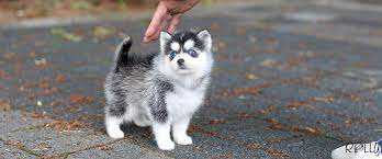 The pomeranian, husky pomeranian mix, pomeranian rescue, pomeranian puppies for sale near me, mini pomeranian, pomeranian life span, teacup pomeranian for sale, chihuahua pomeranian mix, husky pomeranian, pomeranian haircuts, pomeranian price, pomeranian colors, corgi. Pomeranian Husky Mix Teacup Husky Price Novocom Top