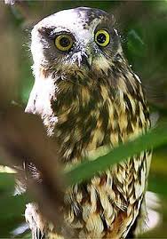 Bird That Sounds Like An Owl Boobook Or Morepork Owl Mid Flight Snatchers Owl Owl Photography Animals Friends