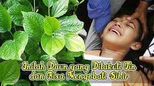 Terima kasih telah berkunjung di channel kami taddarus daily, jika anda menyukai video bacaan ayat kursi yang merdu ini by muzammil hasballah silaka. Inilah Tanaman Yang Ditakuti Jin Dan Setan Ampuh Tangkal Sihir Dan Santet Youtube