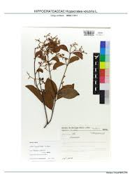 Image result for Hippocratea