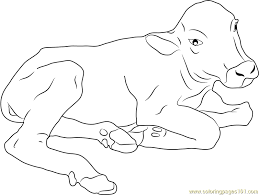 Baby Buffalo Coloring Page Free Buffalo Coloring Pages Baby Buffalo Coloring Pages Color