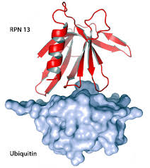 Enzymes that help such reactions are called proteases. Funktion Eines Schleusensystem Vor Dem Proteasom Aufgeklart