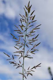 Image result for Eragrostis minor