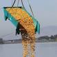 Mid-Columbia Duck Race