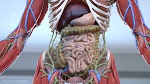 Male internal organs visual educational material for school, college, university, and hospital internship education.male internal organs with heart, liver, spleen, small intestine, large intestine, male urethra. Male Internal Organs 3d Model 249 Max Obj Ma Fbx C4d Blend 3ds Free3d