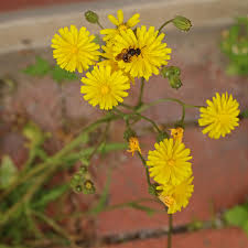 Image result for Crepis newii
