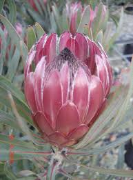 Image result for Protea rupestris