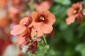 Image result for Diascia
