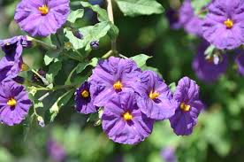 Image result for Lycianthes rantonnetii