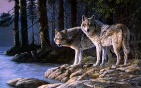 Wolf Wallpaper Download Blue Wolf 129567 Hd Wallpaper Backgrounds Download All of the wolf wallpapers bellow have a minimum hd resolution (or 1920x1080 for the tech guys) and are easily downloadable by clicking the image and saving it.