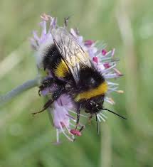Image result for Bombus cryptarum