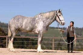 riesiger vierbeiner noddy das grosste pferd der welt welt big horses big horse breeds horses