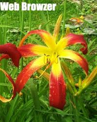 Height 27 in.(69 cm), bloom 5 in.(13 cm), season m, rebloom, evergreen, tetraploid, 24 buds, 3 branches, buttery cream with raspberry eye and edge above green throat. Worthy W Daylilies 2017