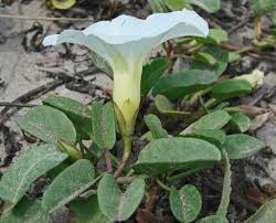 Image result for Rhynchosia luteola