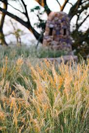 Image result for Aristida effusa