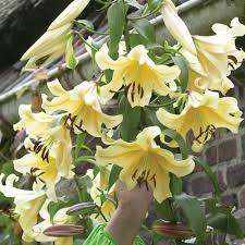 Everyone has a different budget for gardening, which is why we have a selection of affordable flower bulbs to suit your needs. Tree Lily Hardy Garden Plant Bulbs Highly Perfumed Giant Yellow Flowers In Summer Impressive Tall Outdoor Plants Cut Flowers Gardens Outdoors 3 X Tree Lily Honeymoon Bulbs By Thompson Morgan