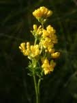 Image result for Sebaea brachyphylla