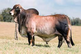 Isolated blue brahman vector sign symbol can be use for web, mobile and logo. What Color Are Brahmans B R Cutrer Inc