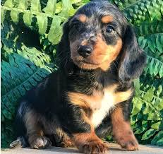 Dachshunds originated in germany during the early 1600s. 79 Dachshund Puppies For Sale In Pa L2sanpiero