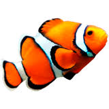 Search through more than 50000 coloring pages. Betta Fish Coloring Pages Download And Print Betta Fish Coloring Pages