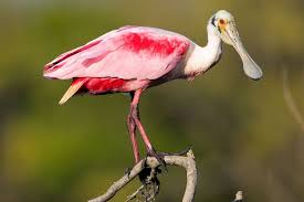 The skimmers fish by dragging, or skimming, the. 30 Best Birds To Watch For In Florida