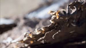 We have received great service for our pest control. No Mercy Pest Control Henderson Longview Tx Local Exterminator