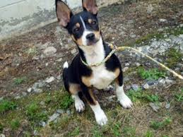 More images for how long do chihuahua rat terriers live » Rat Cha Rat Terrier X Chihuahua Mix Info Temperament Training Puppies Pictures