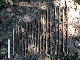 Image result for Thomandersia hensii