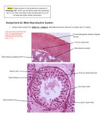 We did not find results for: Lab Assignment 22 Male Reproductive System Studocu