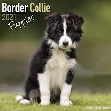 Buy Border Collie Puppy Off 70 Www Usushimd Com
