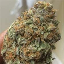 Britta nielsen forklarer, hvordan hun lånte penge via kviklån, fordi familiens økonomi var presset. Cookie Monster Weed Strain Information Leafly