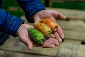 Fresh figs & marmalade from figs, rikiapod* pure,organic,delicious fresh fruits only afrodisiac benefits no preservatives (rikia named our figsfarm) South American Black Figs Are On The Rise