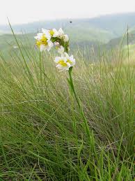 Image result for Schizochilus sulphureus